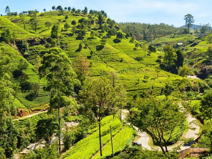 Flyways Sri Lanka